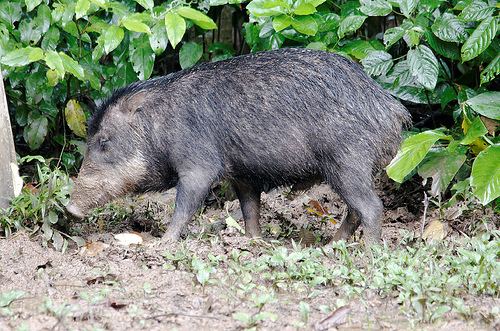 White-lipped peccary Urge Conservation of the WhiteLipped Peccary ForceChange