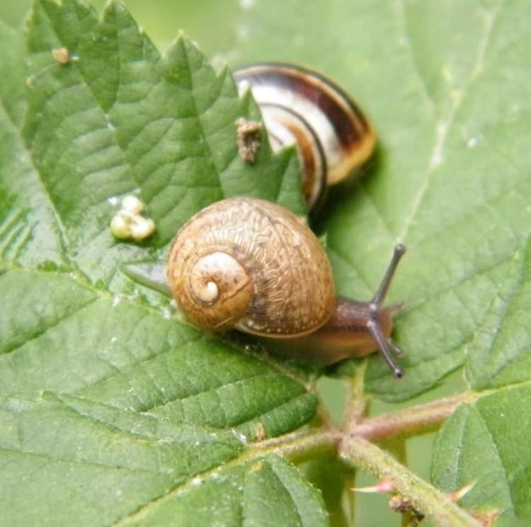 White-lipped snail Whitelipped Snail Cepaea hortensis species information page