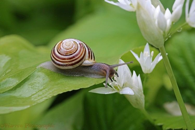 White-lipped snail Whitelipped Banded Snail on Wild Garlic photo WP39994