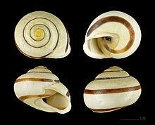White-lipped snail httpsuploadwikimediaorgwikipediacommonsthu