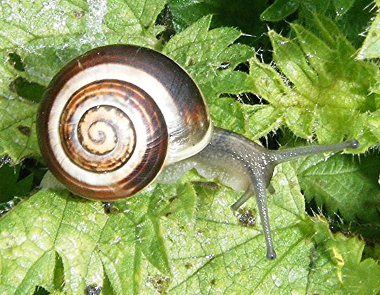 White-lipped snail Whitelipped Snail Cepaea hortensis NatureSpot