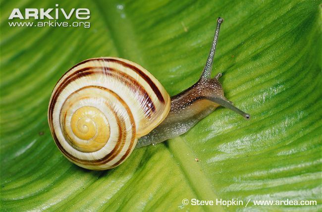 White-lipped snail Whitelipped banded snail photo Cepaea hortensis A7841 ARKive