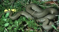 White-lipped snake Parks amp Wildlife Service Whitelipped snake Drysdalia coronoides