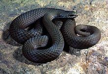 White-lipped snake httpsuploadwikimediaorgwikipediacommonsthu