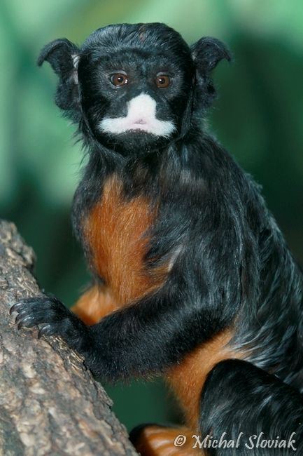 White-lipped tamarin 1000 images about Primates New World Whitelipped Tamarin on