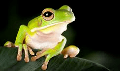 White-lipped tree frog White Lipped Tree Frog Care Chicago Exotics Animal Hospital