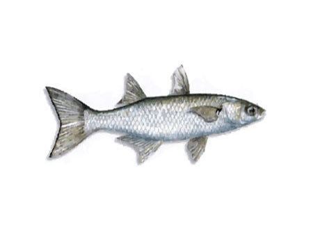 White mullet White Mullet Silver Mullet Picture Description and Information