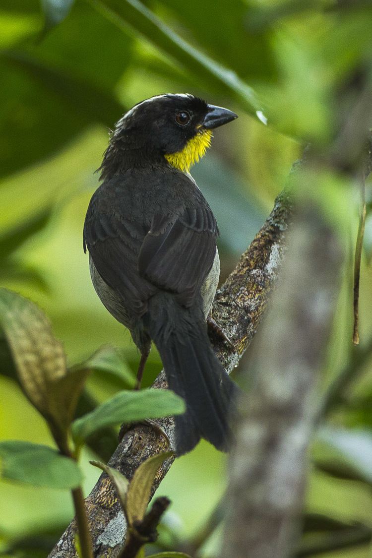 White-naped brush finch httpsuploadwikimediaorgwikipediacommons66