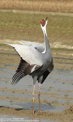White-naped crane Whitenaped Crane