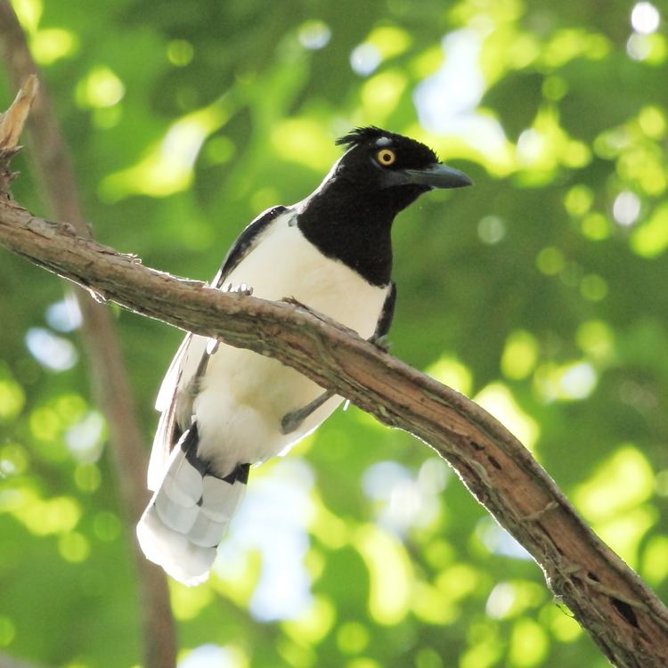 White-naped jay FileCyanocorax cyanopogon Whitenaped JayJPG Wikimedia Commons