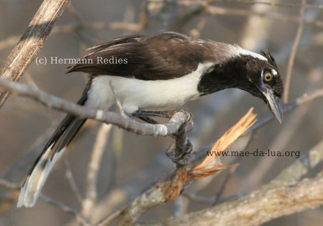 White-naped jay naped Jay Cyanocorax cyanopogon