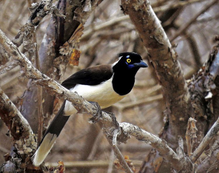 White-naped jay Cyanocorax cyanopogon CancoWhitenaped Jay a photo on Flickriver