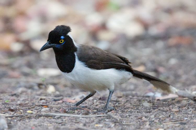 White-naped jay Whitenaped Jay Cyanocorax cyanopogon