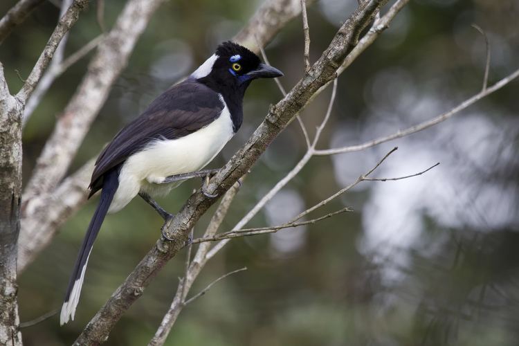 White-naped jay Whitenaped Jay Gralhacanc Feeding The Whitenaped Jay Flickr