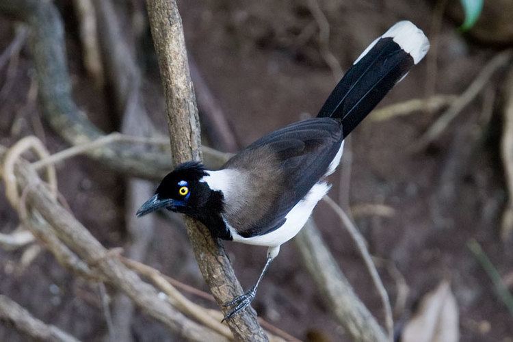 White-naped jay wwwarthurgrossetcomsabirdsphotoscyacya28084jpg