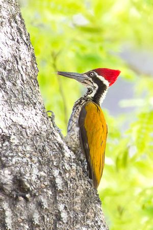 White-naped woodpecker Zenfolio Slice of Life Pictures Wildlife quotWhitenaped