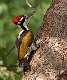 White-naped woodpecker httpsuploadwikimediaorgwikipediacommonsthu