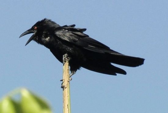 White-necked crow Whitenecked Crow BirdForum Opus