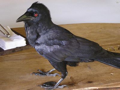 White-necked crow necked crow