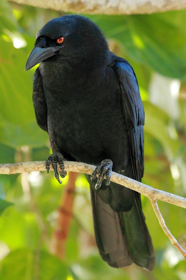 White-necked crow FileDR Whitenecked Crow ed2 1JPG Wikimedia Commons