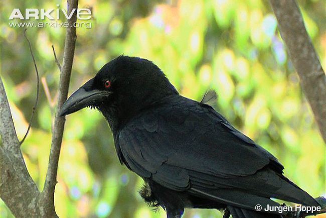 White-necked crow Whitenecked crow videos photos and facts Corvus leucognaphalus