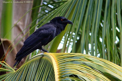 White-necked crow Cuervo Whitenecked Crow Corvus leucognaphalus Flickr