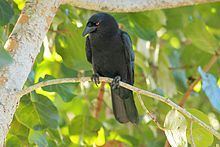 White-necked crow httpsuploadwikimediaorgwikipediacommonsthu