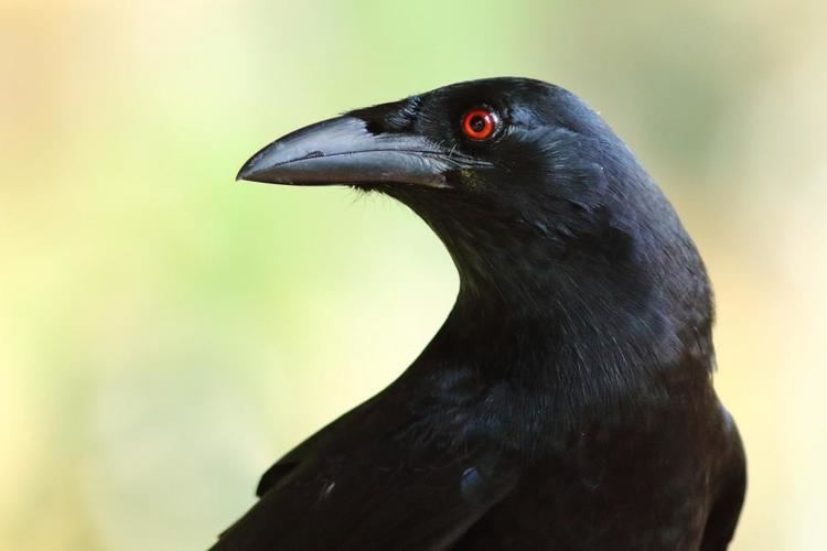 White-necked crow Whitenecked Crow Corvus leucognaphalus videos photos and sound