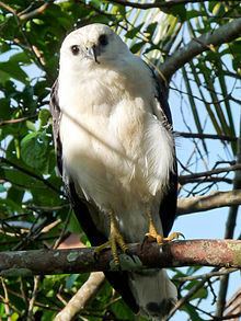 White-necked hawk httpsuploadwikimediaorgwikipediacommonsthu