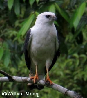 White-necked hawk lacernulatus