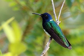 White-necked jacobin Whitenecked jacobin Wikipedia