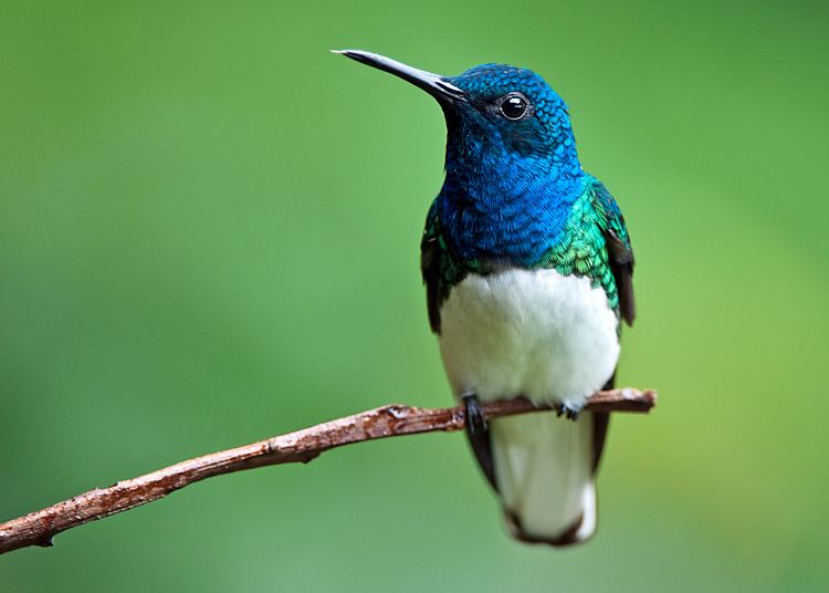 White-necked jacobin FileWhitenecked Jacobin 2jpg Wikimedia Commons