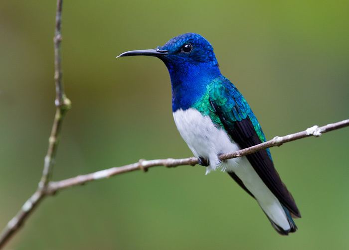 White-necked jacobin necked jacobin