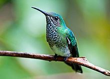 White-necked jacobin httpsuploadwikimediaorgwikipediacommonsthu