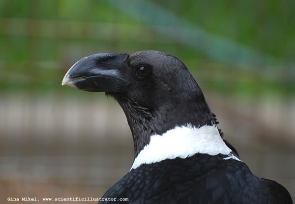 White-necked raven WhiteNecked Raven Photographs of by Gina Mikel