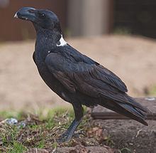 White-necked raven httpsuploadwikimediaorgwikipediacommonsthu
