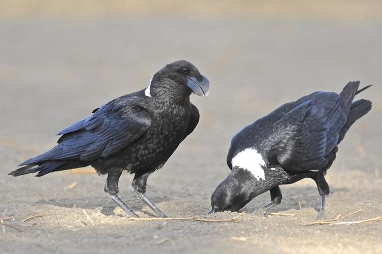 White-necked raven Whitenecked Raven Corvus albicollis videos photos and sound