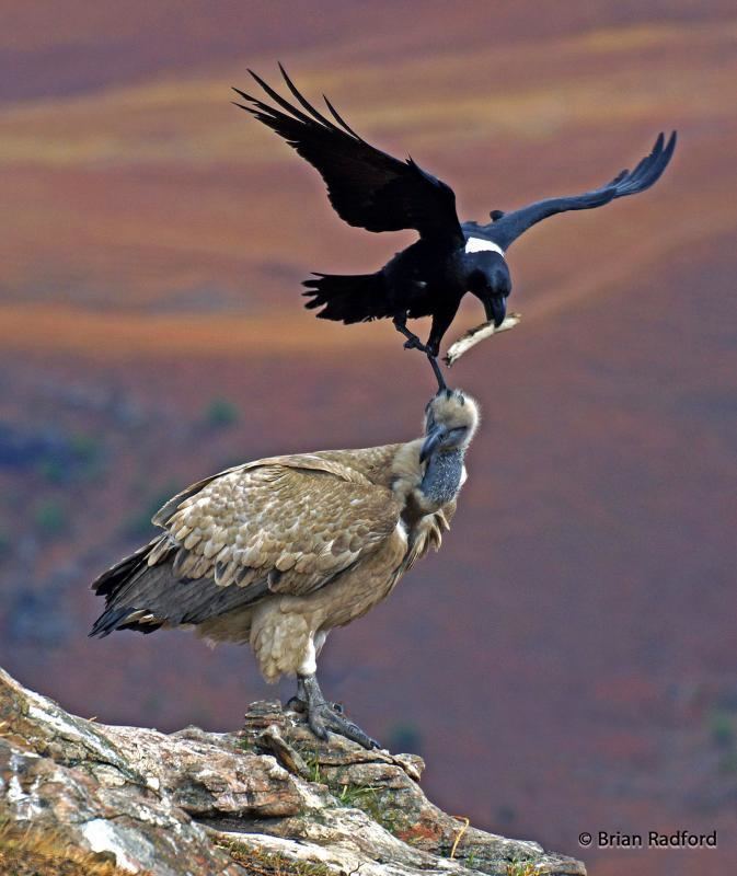 White-necked raven Whitenecked Raven Corvus albicollis videos photos and sound
