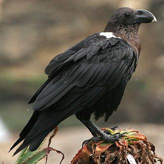 White-necked raven albicollis Whitenecked raven