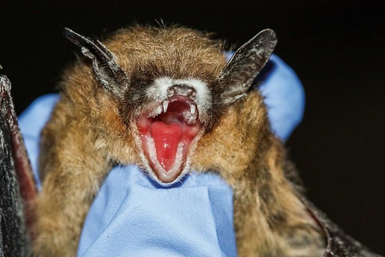 White-nose syndrome WhiteNose Syndrome WNS MDC Hunting and Fishing