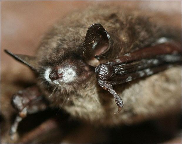 White-nose syndrome Mysterious Killer 39WhiteNose Syndrome39 Threatens Bat Population