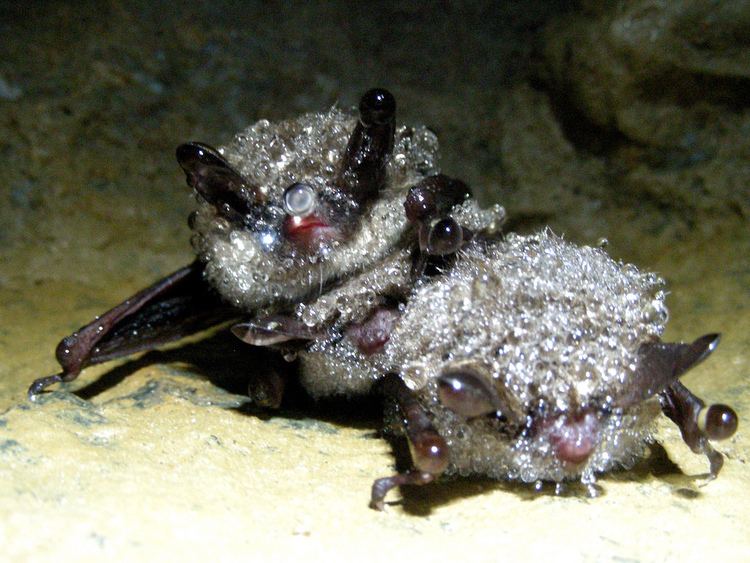 White-nose syndrome Exploring the Connection between Arousal Patterns in Hibernating