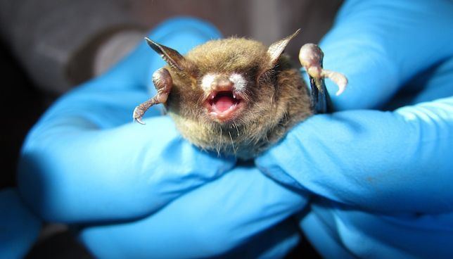 White-nose syndrome New remedy helps bats survive whitenose syndrome MNN Mother