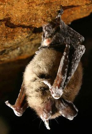 White-nose syndrome Fort Collins Science Center