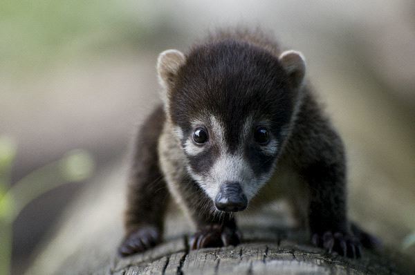 White-nosed coati WhiteNosed Coati Cub Animal Facts and Information