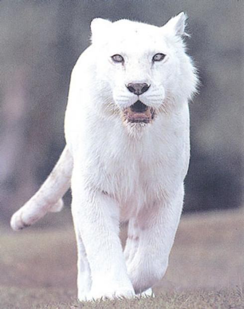 White panther White Panther white panther albino God39s Creatures animal