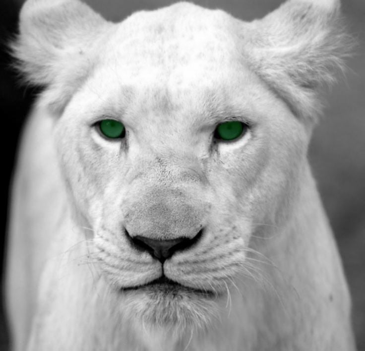 White panther httpssmediacacheak0pinimgcomoriginalsee