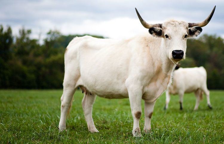 White Park cattle This breed is the oldest observed and recorded breed in the Western