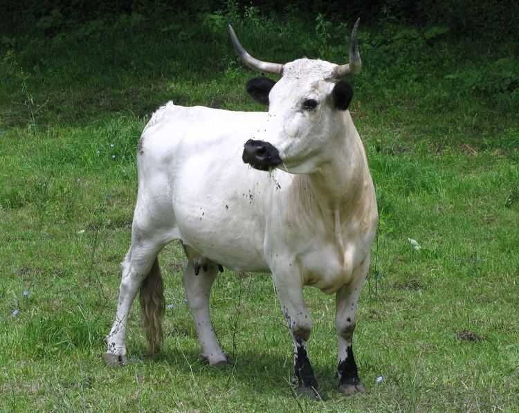 White Park cattle American White Park Livestockpedia