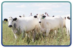 White Park cattle American British White Park Association